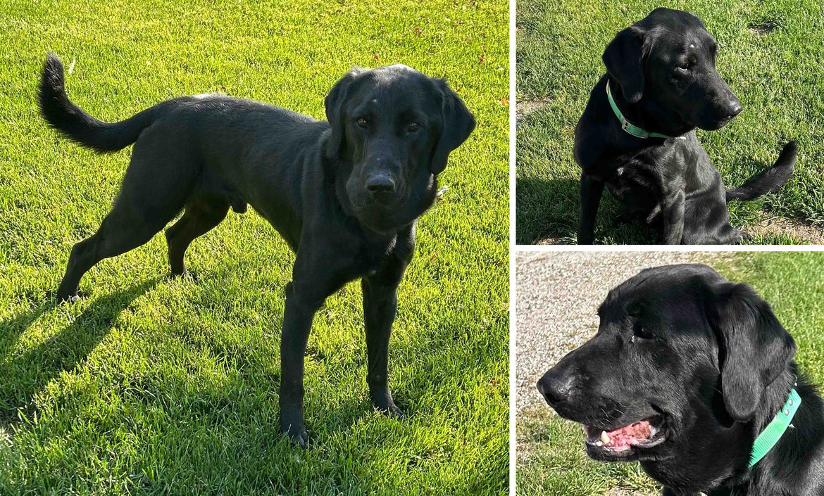 A Cause Close to Our Heart: Helping Another Bird Dog Named Chief