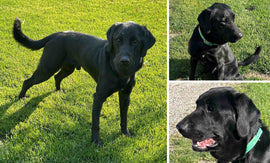 A Cause Close to Our Heart: Helping Another Bird Dog Named Chief